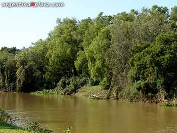 Río y selva