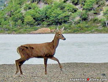 Huemul hembra