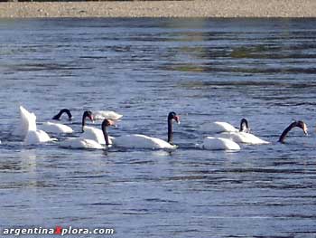 cisnes