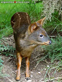 Pudú pudú