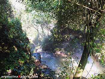 Riachos por el medio de la selva