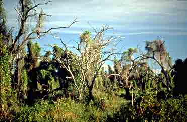 Parque Nacional Río Pilcomayo