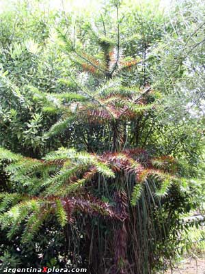 Reserva Natural Estricta San Antonio