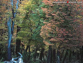 Bosque Parque Nacional Tierra del Fuego