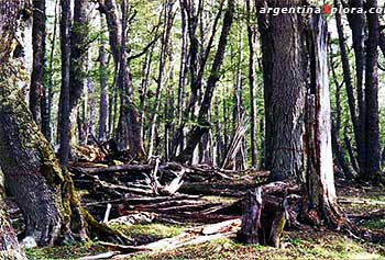 Bosque salvaje