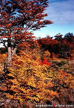 Lengas en otoño