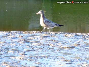 pitotoy chico (Tringa flavipes)