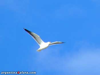 Gaviota cangrejera (Larus atlanticus)