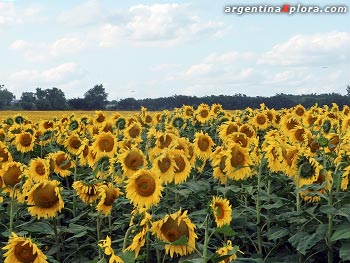 Cultivos de girasol en el campo