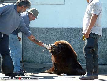 Intruso visita la planta de procesamiento del pescado.