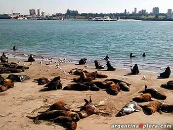 Lobos marinos de un pelo