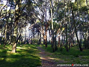 Bosque del Vivero de San Clemente