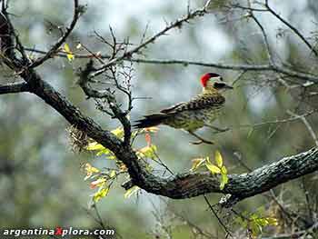 Pájaro carpintero