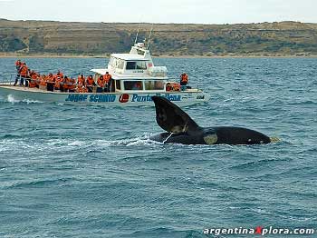 Excursión de avistaje en Puerto Pirámides