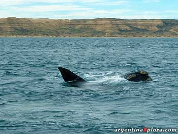 ballena Puerto Pirámides