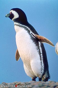 Pingüinos