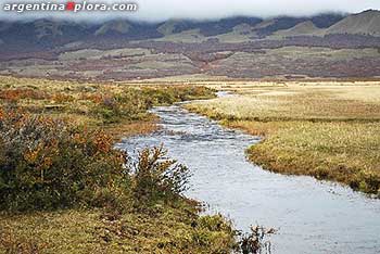 Río Pico