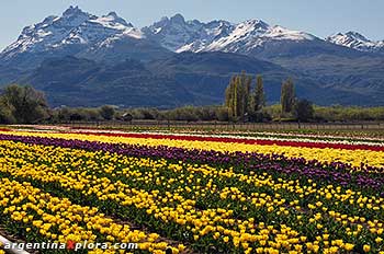 Cultivos de tulipanes en Trevelin