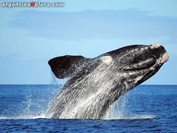 Ballena