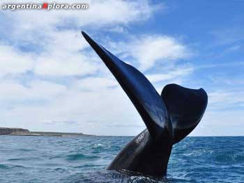 Ballena Franca Austral