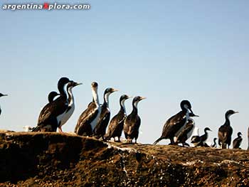 Cormoranes