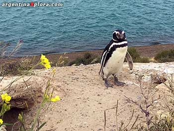 Pingüino de Magallanes