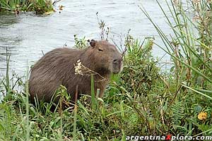 Capivara o Carpincho