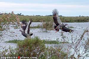 Chajáes en la Laguna Iberá