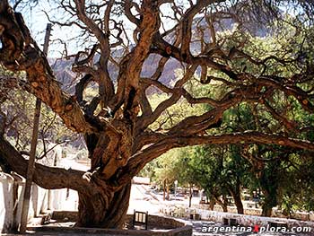 Algarrobo histórico de Purmamarca. 650 años aprox