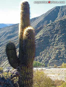 Cardón en los alrededores