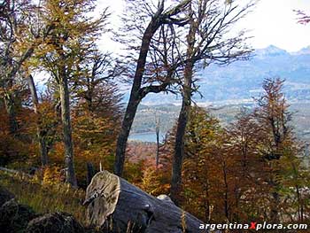 Bosque en otoño San Martín de los Andes