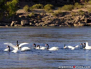 Cisnes de cuello negro