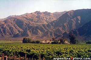 Viñedos de Cafayate