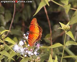 mariposa Vaqueros