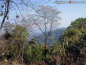 Selva en Oran