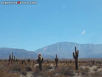 Parque Nacional Los Cardones