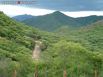 Selva de yungas eb Salta