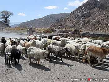 Rebaño de cabras y ovejas