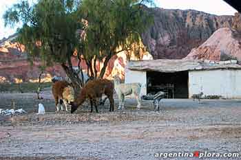 Llamas en la Ruta Nº 68