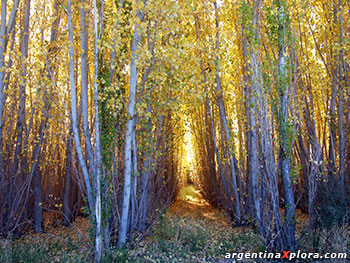 Alameda en Barreal