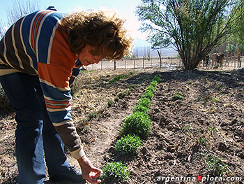 Cultivos de aromáticas, tomillo