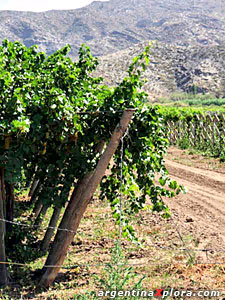 viñedos en San Juan